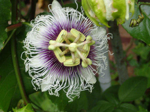 沖縄の植物パッションフルーツをご紹介いたします。第8弾