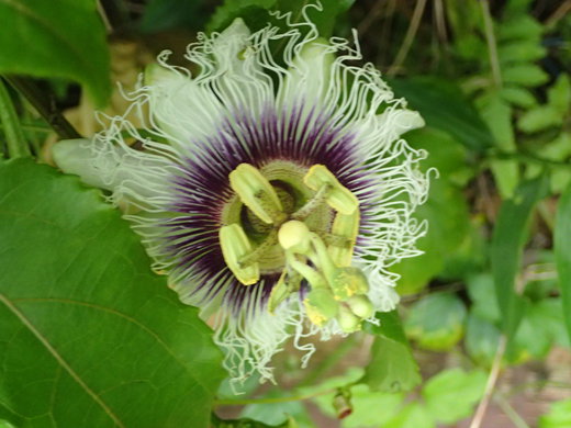 沖縄の植物パッションフルーツをご紹介いたします。第8弾