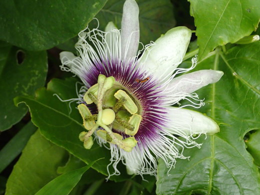 沖縄の植物パッションフルーツをご紹介いたします。第8弾