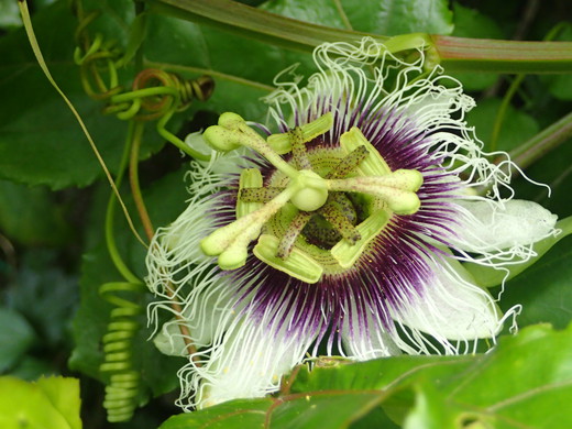 沖縄の植物パッションフルーツをご紹介いたします。第8弾