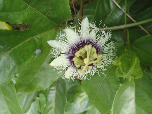 沖縄の植物です。パッションフルーツです。
