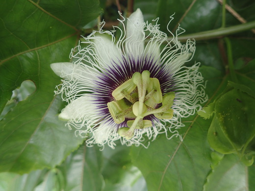 沖縄の植物です。パッションフルーツです。