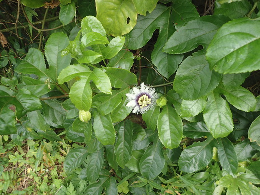 沖縄の植物です。パッションフルーツです。