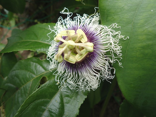 沖縄の植物です。パッションフルーツです。