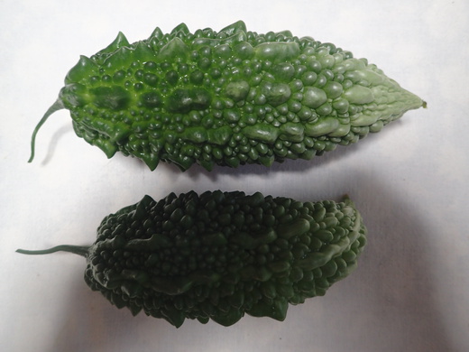 沖縄の植物です、ゴーヤが実おつけました