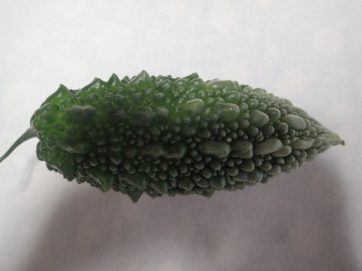沖縄の植物です、ゴーヤが実おつけました