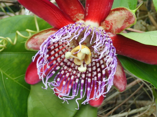 沖縄の植物パッションフルーツをご紹介いたします。第９弾