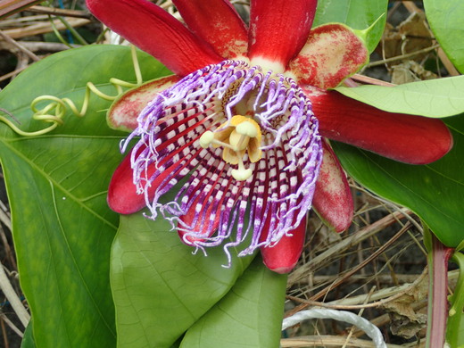 沖縄の植物パッションフルーツをご紹介いたします。第９弾