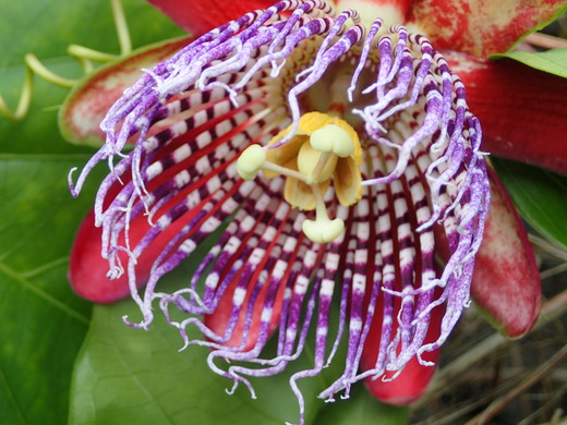 沖縄の植物パッションフルーツをご紹介いたします。第９弾