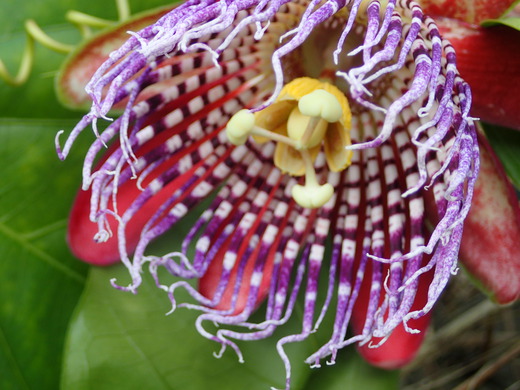 沖縄の植物パッションフルーツをご紹介いたします。第９弾