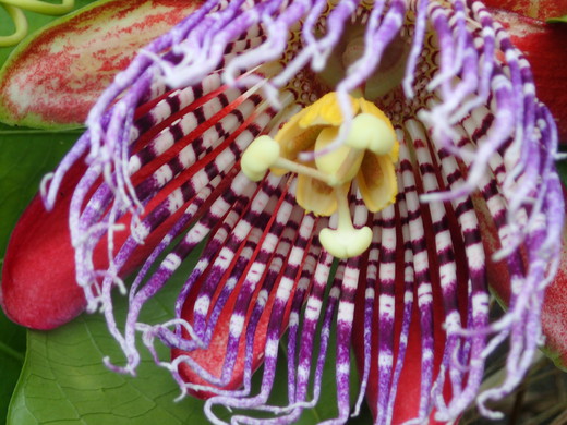 沖縄の植物パッションフルーツをご紹介いたします。第９弾