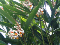 沖縄の植物です。げっとうです。 2018/05/04 17:47:22