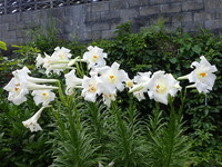 沖縄の植物です。ゆりです 2018/05/08 19:25:33
