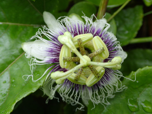 沖縄の植物です、パションフルーツです。