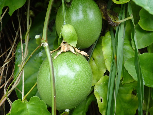 沖縄の植物です、パションフルーツです。