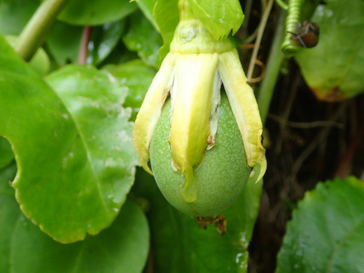 沖縄の植物です、パションフルーツです。