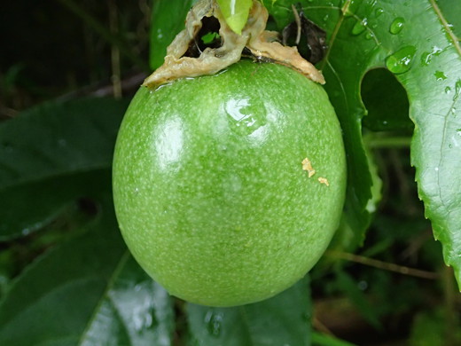 沖縄の植物です、パションフルーツです。