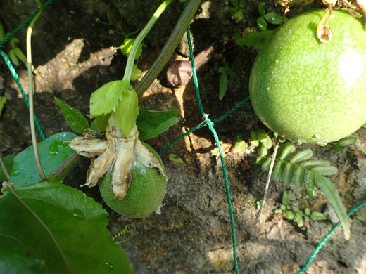 沖縄の植物です。パッションフルーツです。