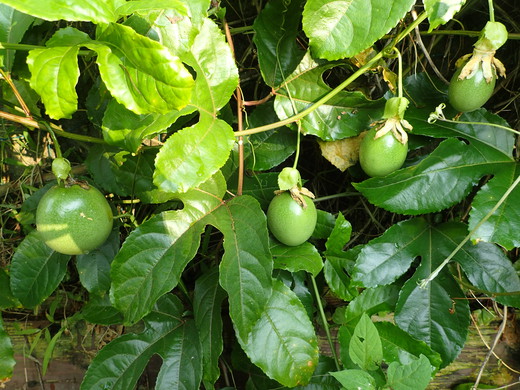 沖縄の植物です。パッションフルーツです。