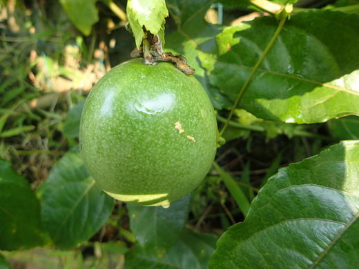 沖縄の植物です。パッションフルーツです。