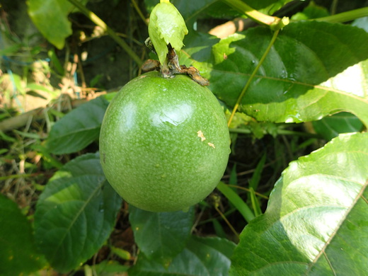沖縄の植物です。パッションフルーツです。