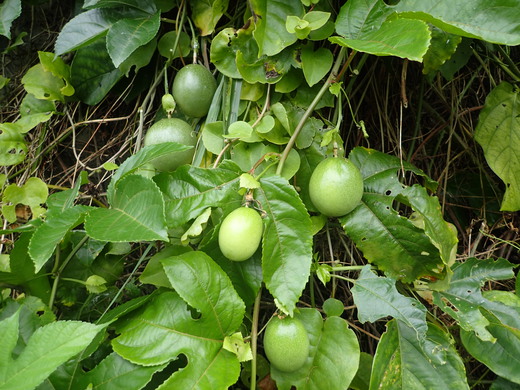 沖縄の植物です。パッションフルーツです。