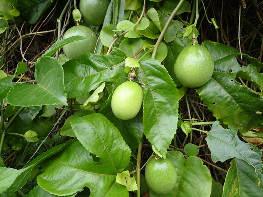 沖縄の植物です。パッションフルーツです。