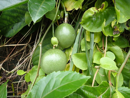 沖縄の植物です。パッションフルーツです。