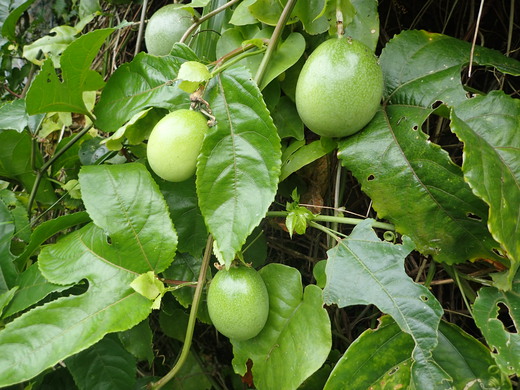 沖縄の植物です。パッションフルーツです。