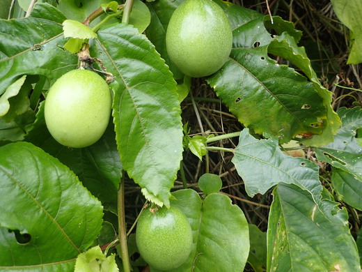 沖縄の植物です。パッションフルーツです。
