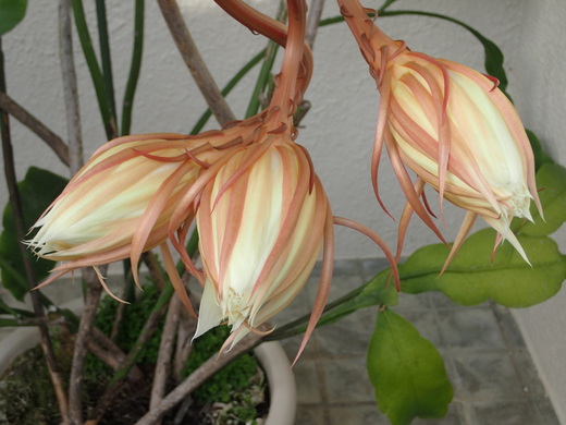 沖縄の植物で月下美人を紹介いたします。