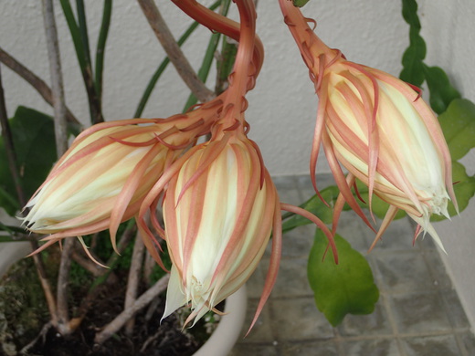 沖縄の植物で月下美人を紹介いたします。