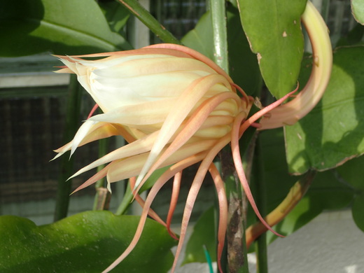 沖縄の植物で月下美人を紹介いたします。