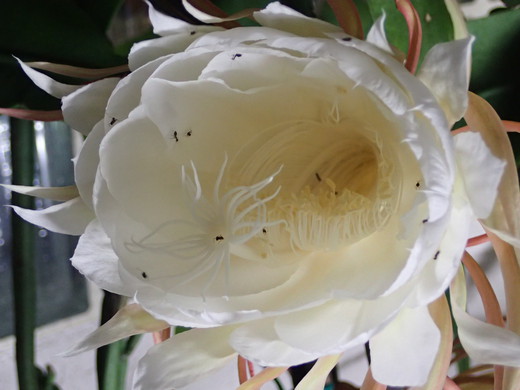 沖縄の植物で月下美人を紹介いたします。