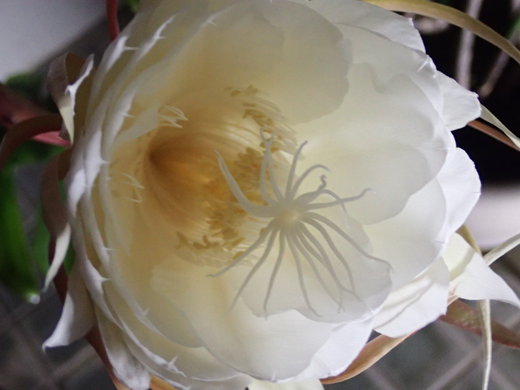 沖縄の植物で月下美人を紹介いたします。
