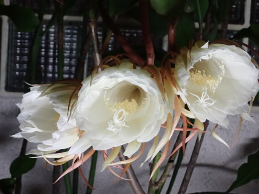 沖縄の植物で月下美人を紹介いたします。