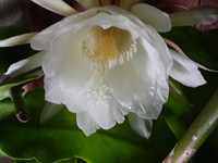 沖縄の植物で月下美人を紹介いたします。 2018/05/29 20:09:19