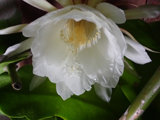 沖縄の植物で月下美人を紹介いたします。