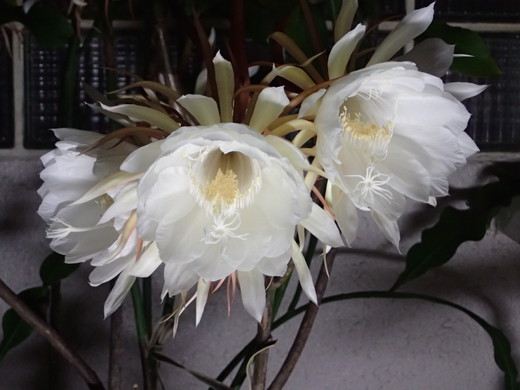 沖縄の植物で月下美人を紹介いたします。