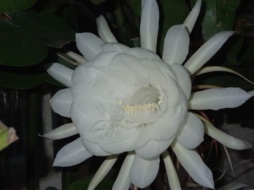 沖縄の植物で月下美人を紹介いたします。