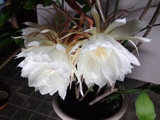 沖縄の植物で月下美人を紹介いたします。
