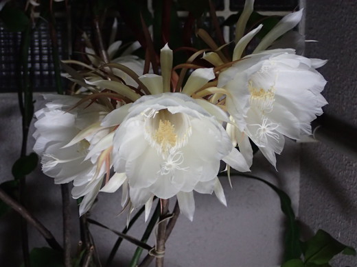 沖縄の植物で月下美人を紹介いたします。