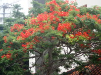 沖縄の植物　「ほうおうぼく」鳳凰木　です・ 2018/06/08 18:44:57