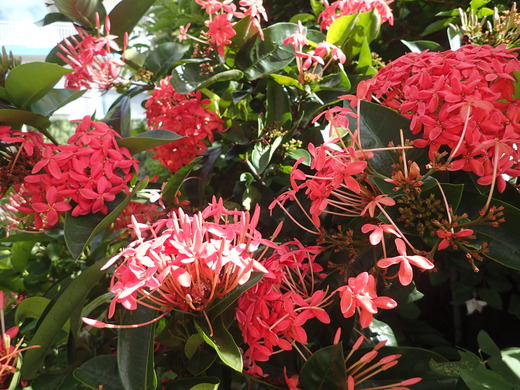 沖縄の植物です、  サンダンカ