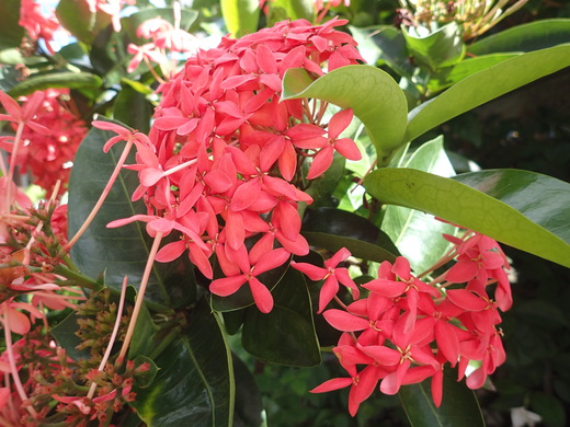 沖縄の植物です、  サンダンカ