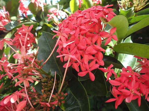 沖縄の植物です、  サンダンカ