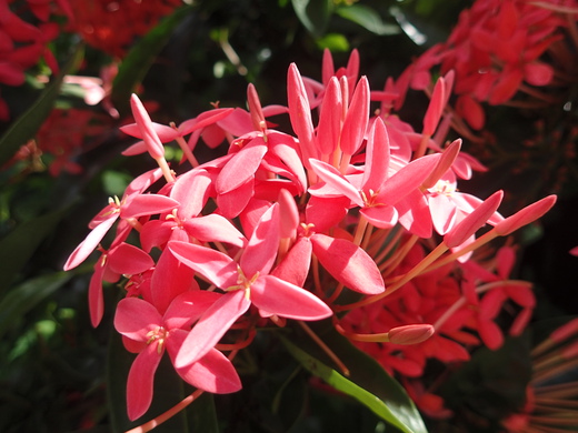 沖縄の植物です、  サンダンカ