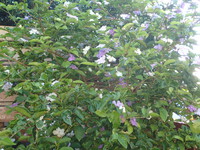 沖縄の植物です、バンマツリです 2018/11/08 17:57:29