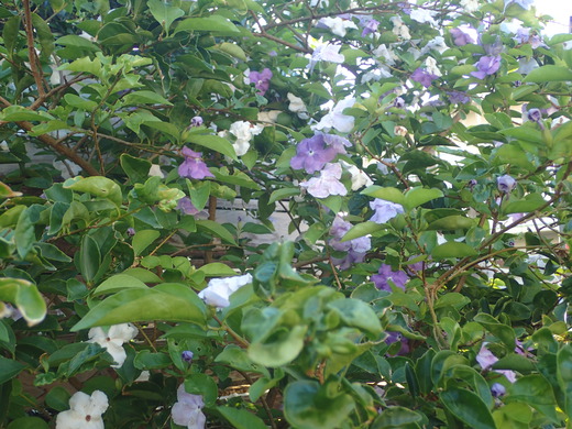 沖縄の植物です、バンマツリです