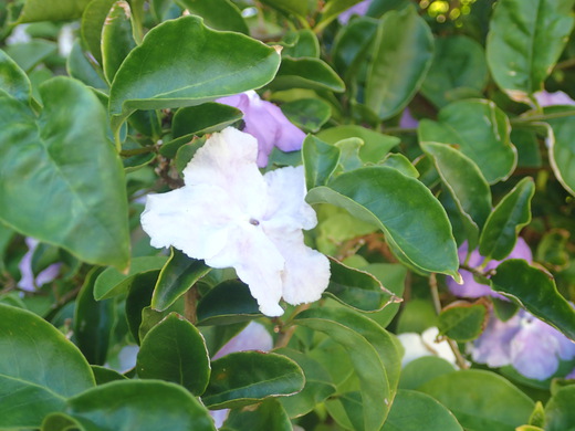 沖縄の植物です、バンマツリです